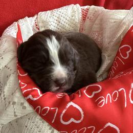 Copper - White and brown male Newfoundland puppy in Goodhue, Minnesota from Claypits Newfoundlands