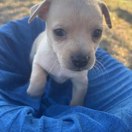 Potato - Gold male Chihuahua puppy in Scranton, South Carolina from The Magnolia Pawlor, LLC