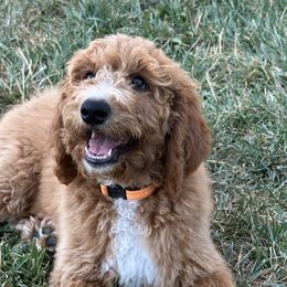 Goldendoodle Puppies from Pomegranate Doodles