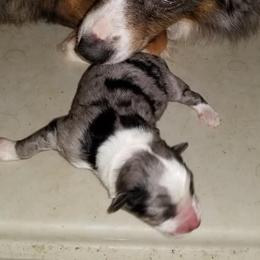 Miniature Australian Shepherds and Toy Australian Shepherds from Just a Spot of Colors Little Aussies