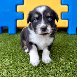 Endy - Black & white female Australian Shepherd puppy in Jacksonville, Florida from Autumn's Aussies