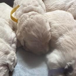 Purple Collar Girl - Light golden female Golden Retriever puppy in Cleveland, Georgia from JLB's Yonah Goldens