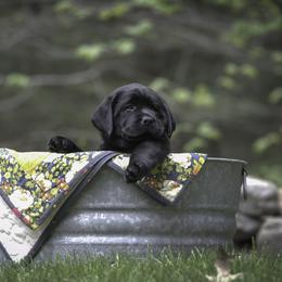 Labrador Retriever Puppies from Sacandaga Labrador Retrievers