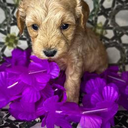 Bella - Apricot female Schnoodle puppy in Placerville, California from Rpuppies