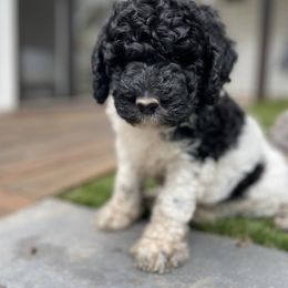 "Bessy" Goldendoodle Puppies from Simply Doodles Ojai