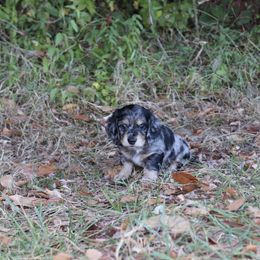 Dachshund Puppies from Boothe’s Dachshunds