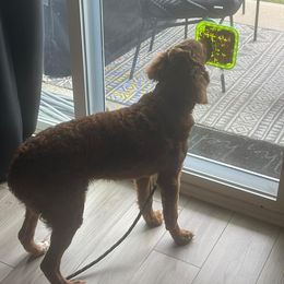 Goldendoodle Puppies from Westmorelandislandpups