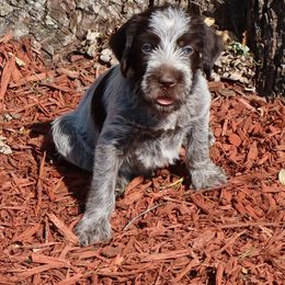 Boy 3 - Brown and gray male Wirehaired Pointing Griffon puppy in Afton, Wisconsin from Daehler's Wirehaired Pointing Griffons