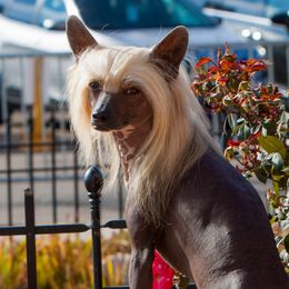 Slick - Chinese Crested