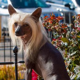 Slick - Chinese Crested