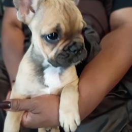 Tinkerbell - Tricolors female French Bulldog puppy in Colorado from Imperial Frenchies of Colorado