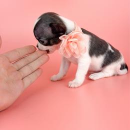 Tiny Chelley - Fawn brindled black female Chihuahua puppy in Anderson, South Carolina from Lil Treasures Chihuahuas