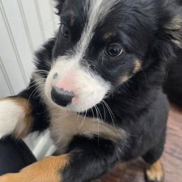 Viv - Black tri-color female Australian Shepherd puppy in Copperas Cove, Texas from Hidden Leaf Aussies