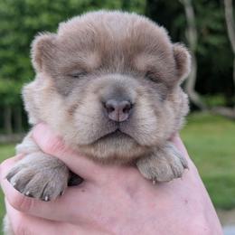 Lexapro - Isabella dilute female Chinese Shar-Pei puppy in Clarksville, Tennessee from Wrinkle Bum Shar-Pei