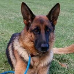 German Shepherds from Emert Farm