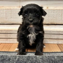 Female 1 - Black female Havapoo puppy in Brooksville, Florida from Kruger Doodles