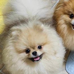 Chihuahuas and Pomeranians from PNW Designer Toy Breeds