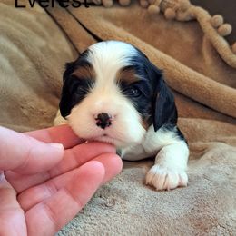 Everest - Tri-color Cavalier King Charles Spaniel puppy in Mohnton, Pennsylvania from Maple Grove Cavaliers