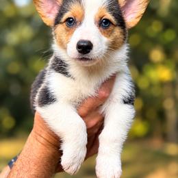 Hazel - Black and tan female American Corgi puppy in Spring Bluff, Georgia from Fender’s Corgi’s