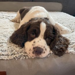 English Springer Spaniel Puppies from Timothy Naylor