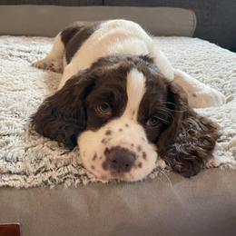 English Springer Spaniel Puppies from Timothy Naylor