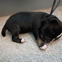 Cobalt (navy blue) - Black tri-color male Australian Shepherd puppy in Okeechobee, Florida from Rothsolid Puppies