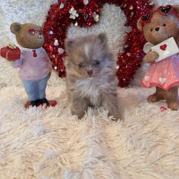 Trever - Lavender male Pomsky puppy in Bucyrus, Missouri from Hill Top Pomskies