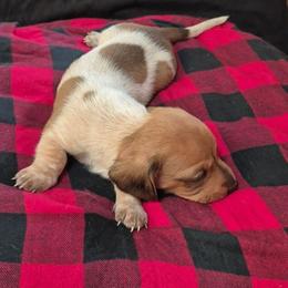 Zeus - Piebald male Dachshund puppy in Edwards, Missouri from Weiner Warriors