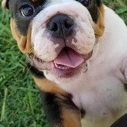 Bulldogs from Vermillion Bulldogs