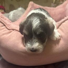 Sprinkles (brown collar ) - Parti male Miniature Schnauzer puppy in Chicago, Illinois from Cuddly Cutts Pets