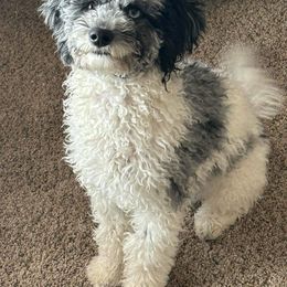 Cockapoo and Golden Mountain Doodle Puppies from Doodles of Joy