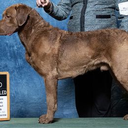 "Ruger" Chesapeake Bay Retriever All Grown Up from Shiloh Ridge Retrievers