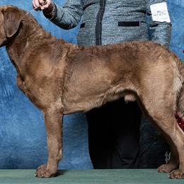 "Ruger" Chesapeake Bay Retriever All Grown Up from Shiloh Ridge Retrievers
