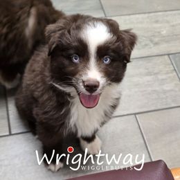 Dickory - Red & white male Miniature Australian Shepherd puppy in Dowagiac, Michigan from Wrightway Wigglebutts