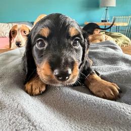 Boy One - Black and tan male Dachshund puppy in Phoenix/Chandler, Arizona from Jennifer's Guardian Doxies