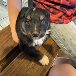 Australian Shepherd Puppies from Hayward aussies