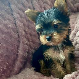 Bella rose - Black and gold female Yorkshire Terrier puppy in Ocala, Florida from Top Notch Pupz