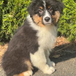 BTM2 - Black tri-color male Australian Shepherd puppy in Chehalis, Washington from Wandering Acres Ranch