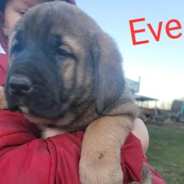 Eve - Wolfgray female Spanish Mastiff puppy in Prosperity, Pennsylvania from Prosperity Guardians
