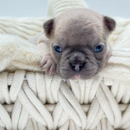 Onyx - Brindle male French Bulldog puppy in Campbell Hall, New York from Charlie’s Frenchies