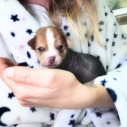 Peace - Chocolate male Chinese Crested puppy in Frederick, Maryland from Lovable Cresteds