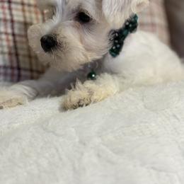 Miniature Schnauzer Puppies from I & J Miniature Schnauzers