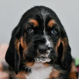 Sheba - Black white and brown female Basset Hound puppy in Knoxville, Tennessee from Well Hounded Bassets