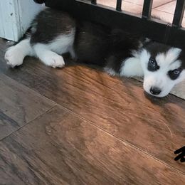 Black.girl - Black and white female Siberian Husky puppy in Willoughby, Ohio from WolfPackk