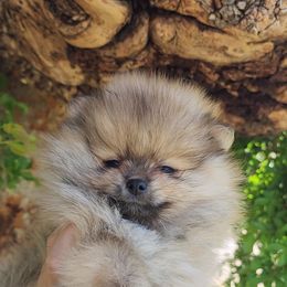 Drake - Orange sable Pomeranian puppy in Three Rivers, California from Mountain Mama's Poms