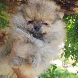 Drake - Orange sable Pomeranian puppy in Three Rivers, California from Mountain Mama's Poms