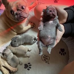 French Bulldog Puppies from Mississippi Sound Frenchies