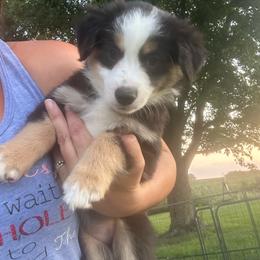 Alani - Black tri female Miniature Australian Shepherd puppy in Iowa from Holly's Miniature Australian Shepherds