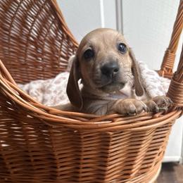 Alvin - Cream male Dachshund puppy in Pontotoc, Mississippi from Toddy Kennels