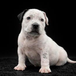 Snoopy - White male American Bully puppy in Conroe, Texas from Titanium Kilo Kennels Texas